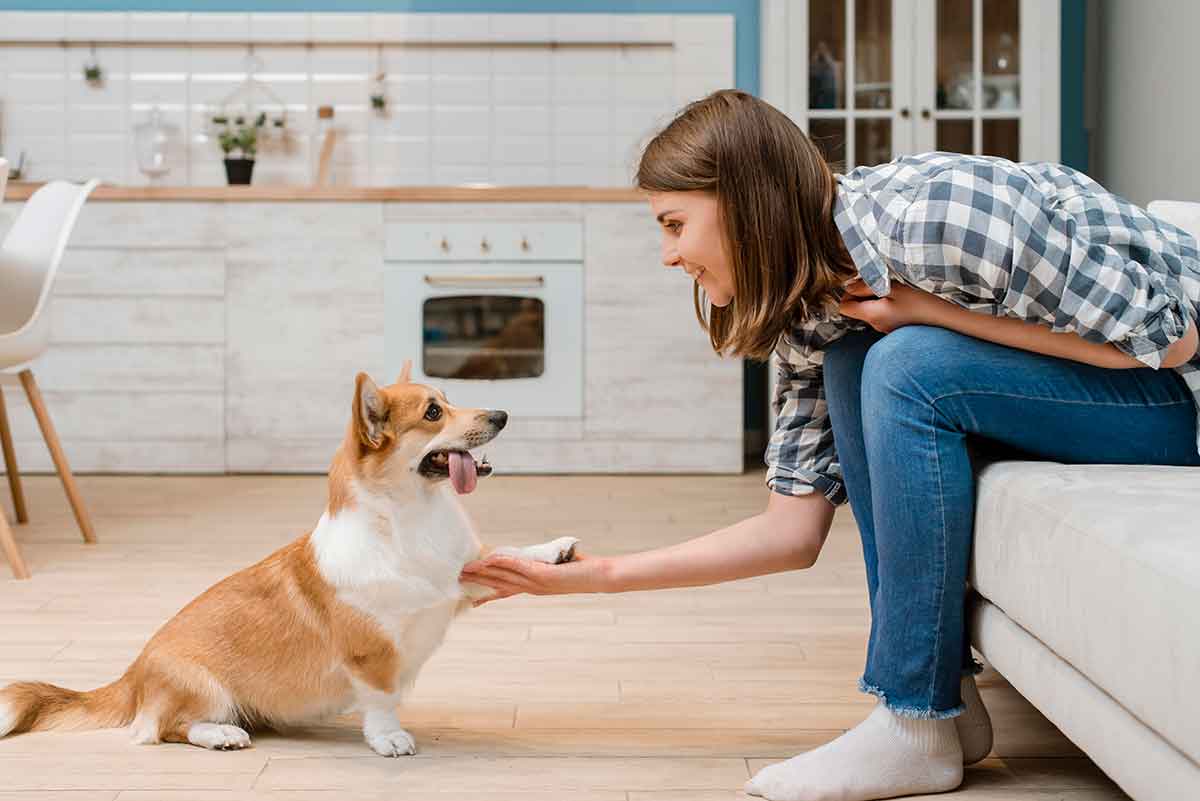 Are you planning to have your pet living inside your home? Follow these